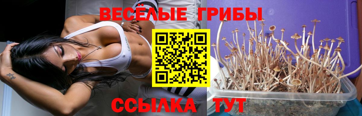 Псилоцибиновые грибы прущие грибы Сочи